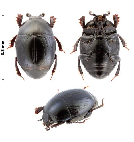 Chalcionellus decemstriatus decemstriatus